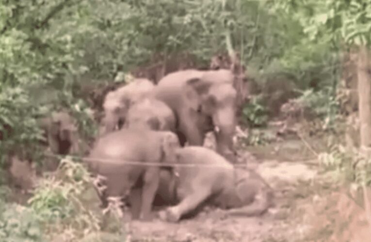 VIDEO VIRAL: Manada de elefantes llora la muerte de uno de sus amigos