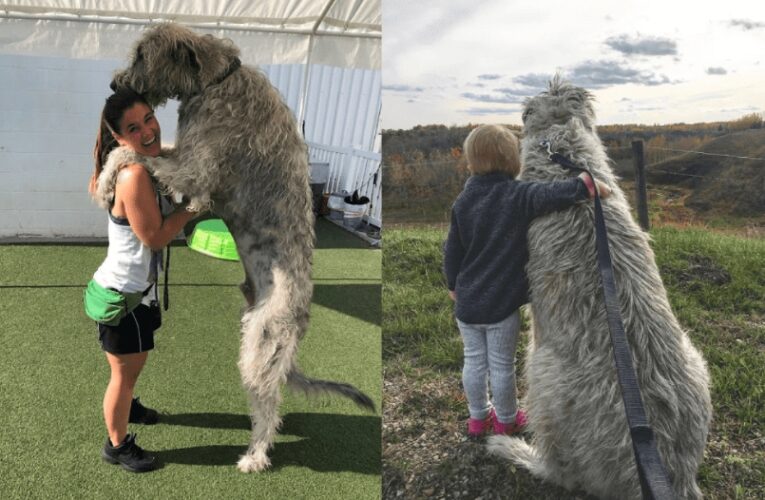 Usuarios en redes sociales están compartiendo fotos de sus perros gigantes