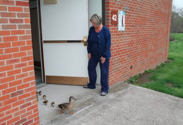 VIRAL: Mamá pato visita asilo de ancianos cada primavera junto a sus patitos