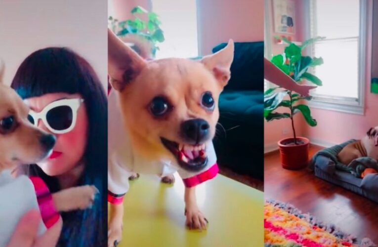 VIDEO VIRAL: Perritos y su dueña parodian escena de telenovela en Tik Tok