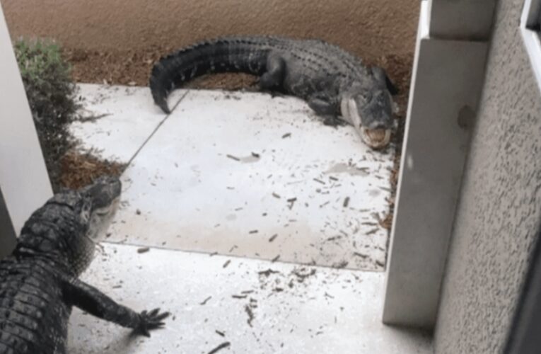 VIDEO VIRAL: Pareja abre puerta de su casa y encuentra cocodrilos peleando