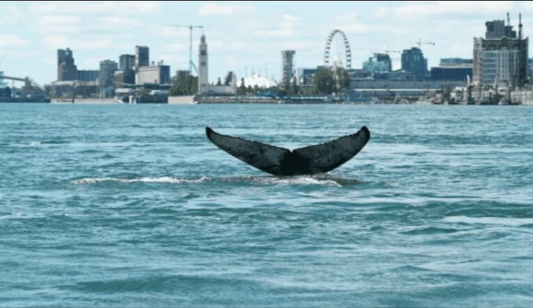 Ballena jorobada es vista nadando en Montreal por primera vez