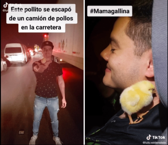 VIDEO VIRAL: Joven salva a pollito que cayó de camión y decide adoptarlo