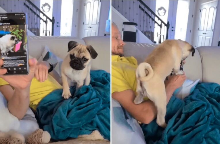 VIDEO VIRAL: Perro pug se pone celoso al ver que su dueño mira a otro can