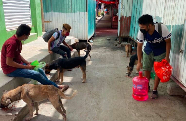 Patas a la obra: Jóvenes alimentan a perros y gatos abandonados en Oaxaca | Video