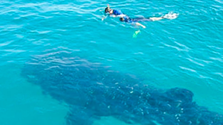 Buscan relación entre cenotes de agua dulce y el tiburón ballena