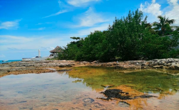 Descubren cinco nuevas especies de hongos en manglares de Cozumel