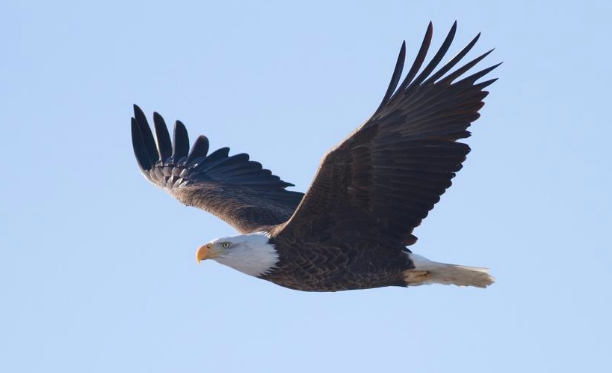 Aguila derriba un dron y lo manda al lago Michigan