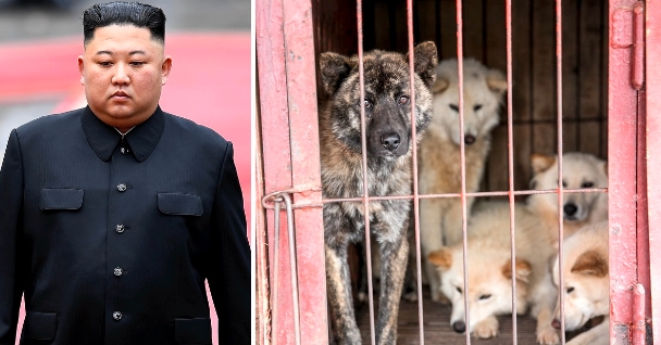 Kim Jong-un prohíbe los perros como mascota en Corea del Norte