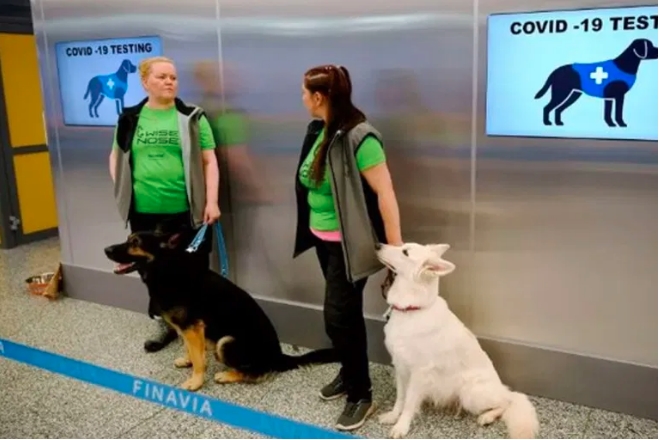 Finlandia usa perros para detectar COVID-19 en aeropuerto