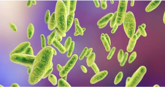 REPORTAN NUEVO BROTE BACTERIANO DE ‘BRUCELOSIS’ EN CHINA