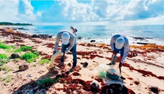 Dan limpieza de playas en Xcacel-Xcacelito