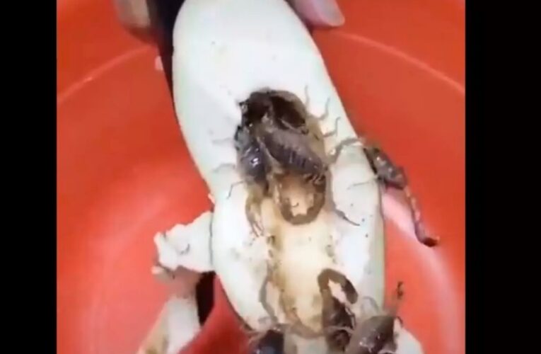 Impacta video de alacranes dentro una berenjena; especialista lo explica