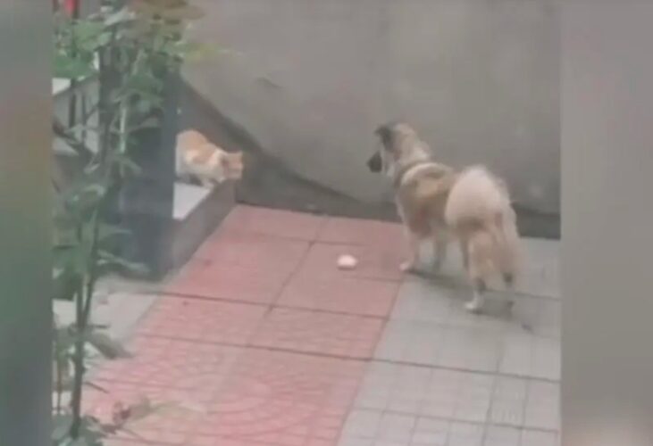 Perrito conmueve en redes al compartir su comida con gato callejero