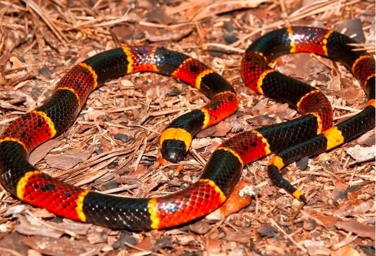 Niña de un año sobrevive a mordedura de serpiente coralillo en Chiapas