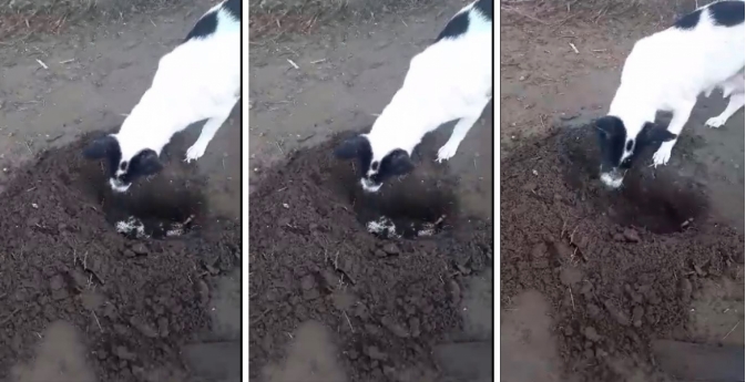 Perrita cava la tumba de su cachorro, es captada en video