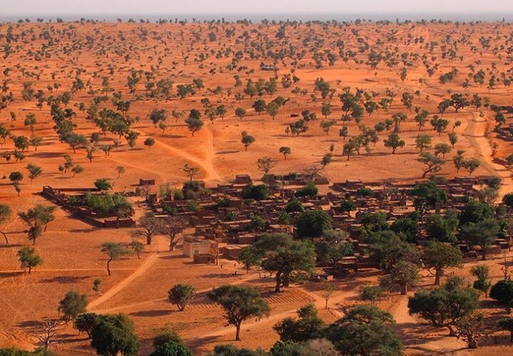 Descubren millones de árboles en el desierto del Sahara