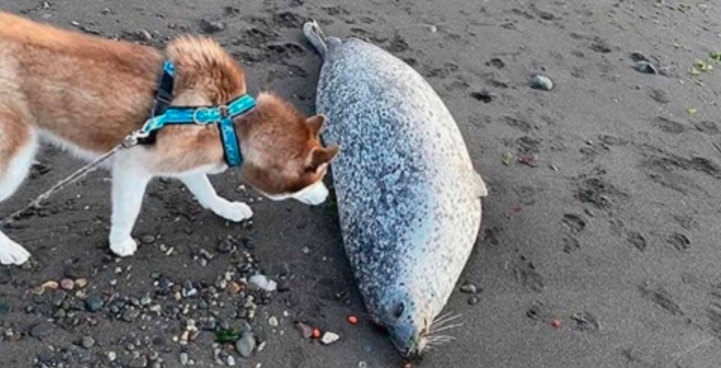 Mueren cientos de animales marinos en Rusia