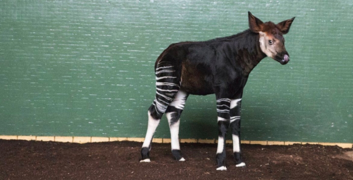 Nace en Londres un okapi, especie en peligro de extinción