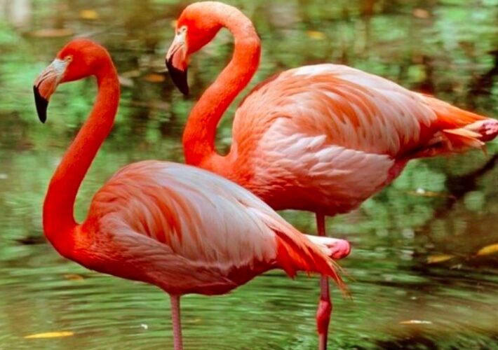 Tres flamencos robados del zoológico de Chetumal