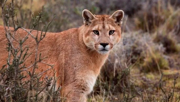 Conoce a los felinos salvajes de México