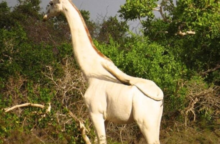 Cazadores furtivos matan a la última jirafa blanca del mundo