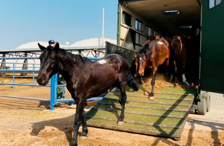 Sedena dona caballos para elaboración de suero contra Covid-19