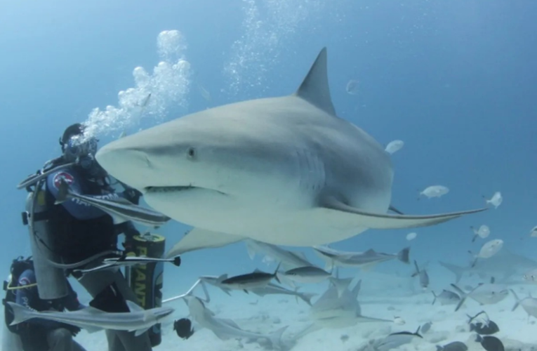 En Quintana Roo fomentan la protección de tiburones