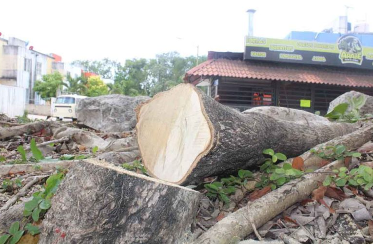 Playa del Carmen: Aprueban Reglamento de Equilibrio Ecológico y Protección al Ambiente