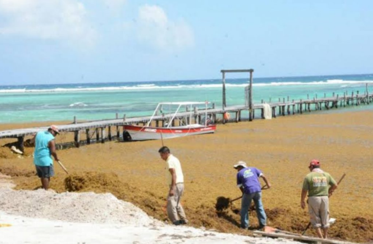 Incrementaría recale de sargazo en costas de Quintana Roo