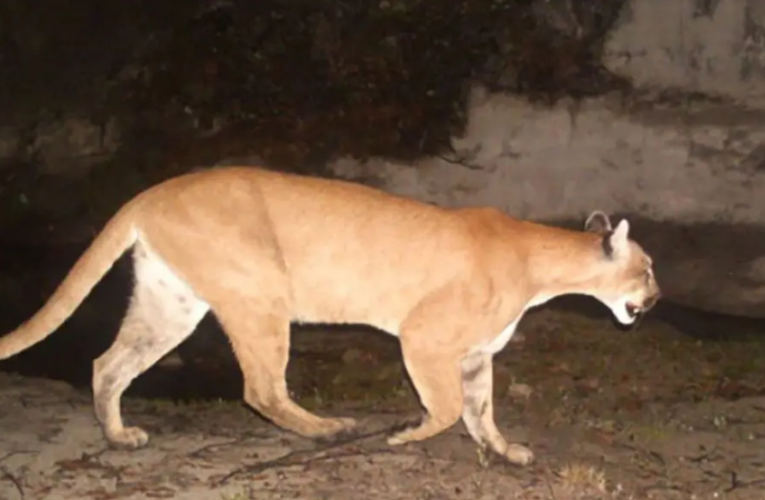 Muere menor de edad al ser atacado por un puma, en Oaxaca