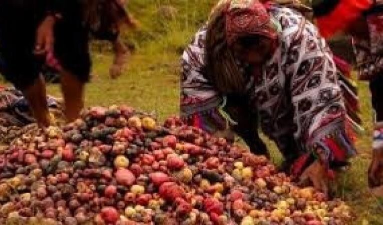 FAO apoya al Perú para establecer el “Día internacional de la papa”