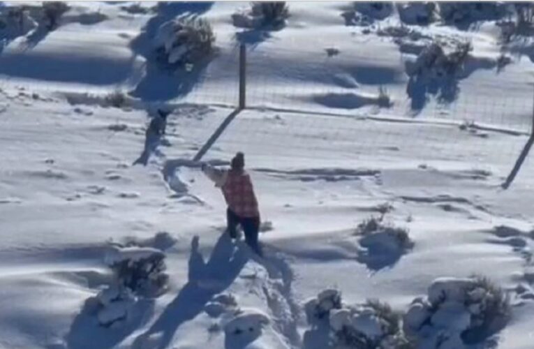 Salvan a perrito atrapado en la nieve