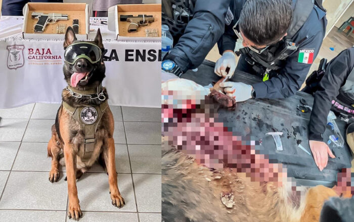 Boris, agente canino, pierde una pata en tiroteo