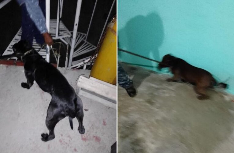 Perros pitbull atacan a su dueña y le cuesta la vida