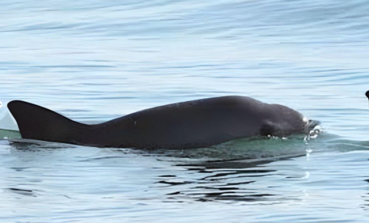 México agradece a EEUU por no imponer sanciones comerciales por la vaquita marina