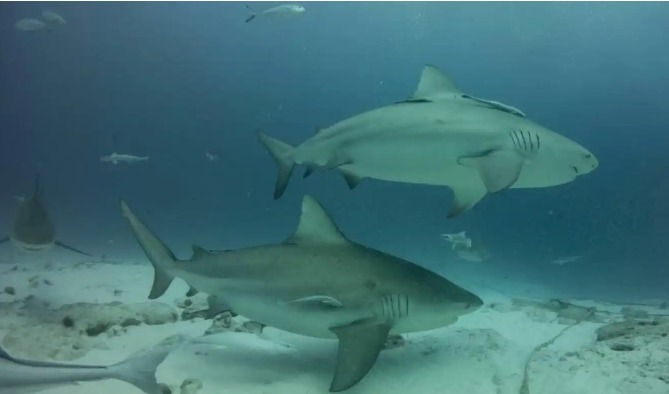 A punto de iniciar, temporada de tiburón toro en Playa del Carmen; es inofensivo pero sugieren no acercarse