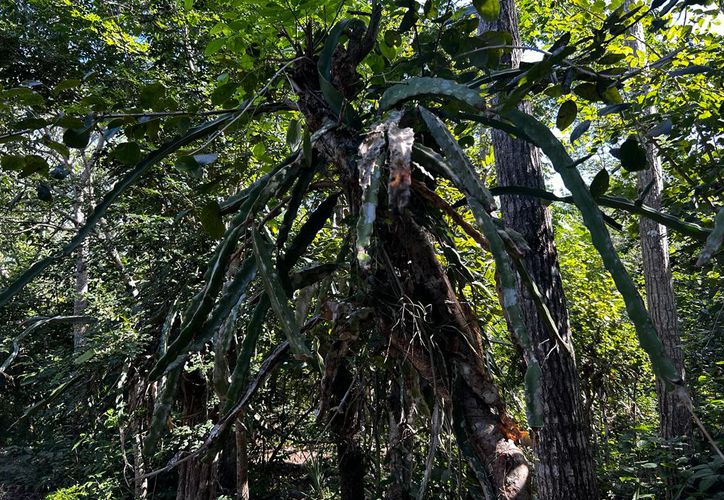 Crearán primera escuela de agroecología en Quintana Roo