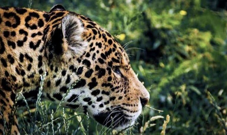Tecnología y naturaleza se unen para proteger a los jaguares en Yucatán