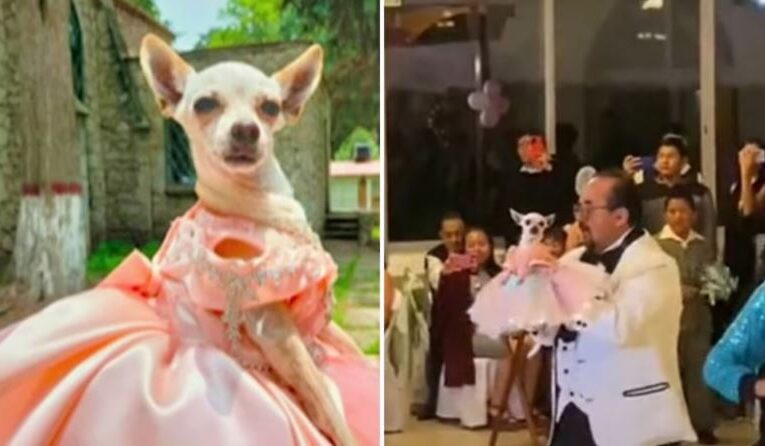 Perrita chihuahua en México se vuelve viral al celebrar sus XV años con todo y chambelanes
