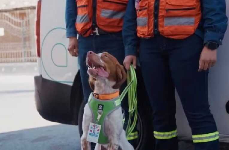 Manchas, el perro ingeniero que salva miles de litros de agua en Saltillo