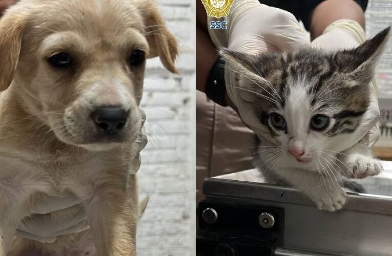 Lomitos y michis eran explotados para pedir dinero en el Centro de la CDMX