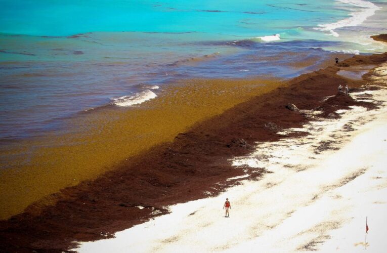 UNAM promueve investigación para darle uso al sargazo