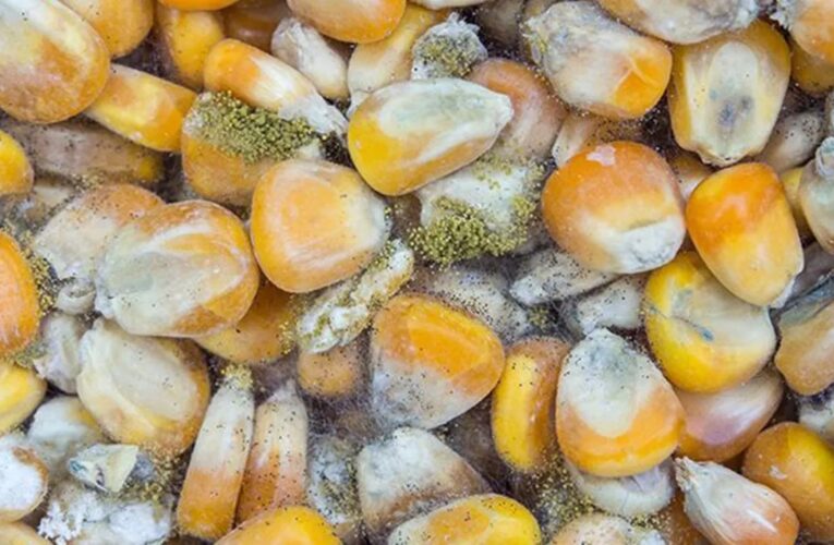 Científica de la UNAM alerta de hongos que provocan cáncer de hígado