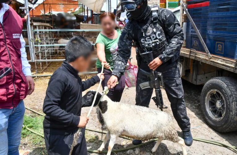Devuelven lo extorsionado: Secretaría del Bienestar entrega borreguitos, pollo y aves de corral incautados en Operación Liberación
