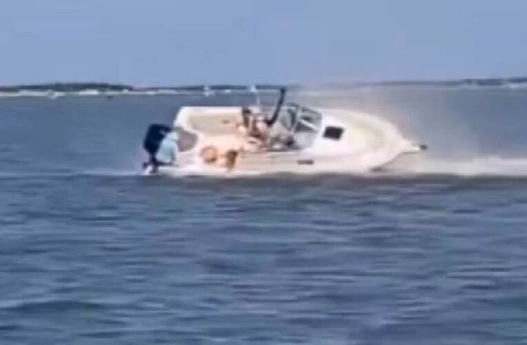 Muere una ballena tras chocar contra un bote en Nueva Jersey; un pasajero cayó al agua