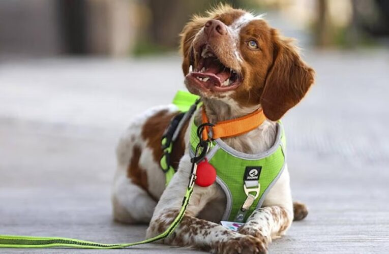 Manchas, el perro que salva agua al detectar fugas en México
