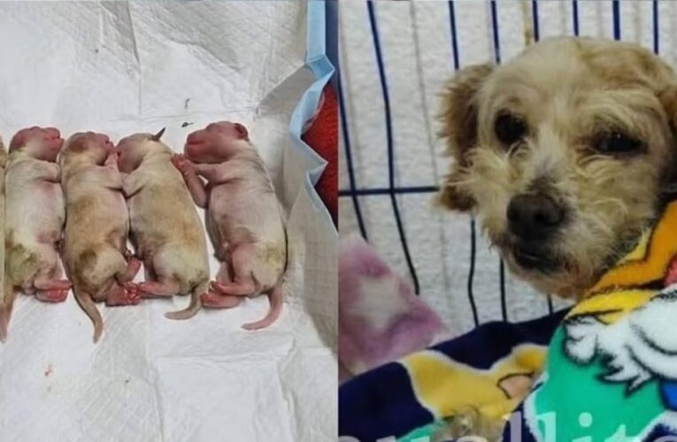 Perrita embarazada sobrevive a explosión de pipa y da a luz a cinco cachorros