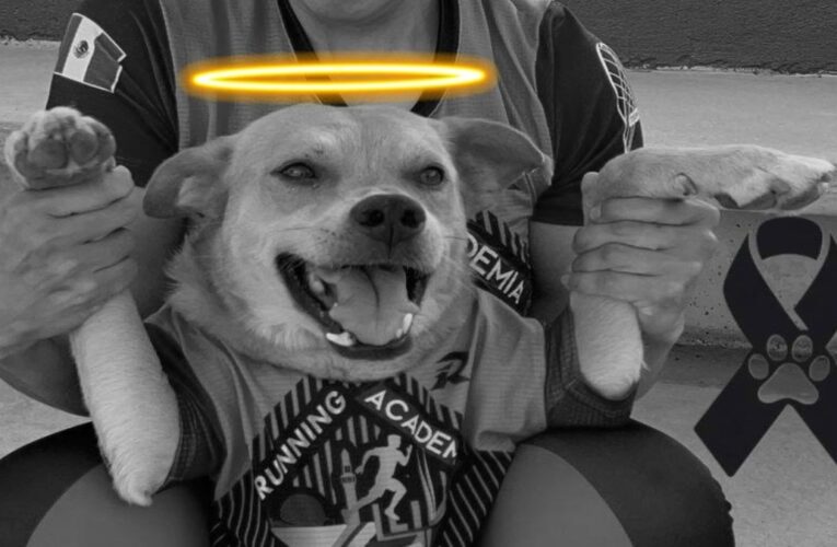 Fallece “Chicles”, el perrito maratonista de Tijuana, por envenenamiento