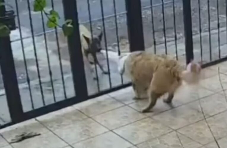 Perrito callejero se volvió viral al robarle su suéter a otro que se encontraba en su casa